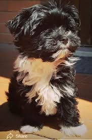 Hello, i am looking for a morkie poo male puppy, preferably black or black and white. Morkie Puppy For Sale In Michigan Near You Dogsculture