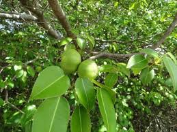 Manchineel (Hippomane mancinella) · iNaturalist