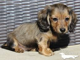 Black And Cream Dapple Dachshund Shaded English Cream Dapple Dachshund By Elegant Dachshunds Dapple Dachshund Puppy Dachshund Pets Dapple Dachshund