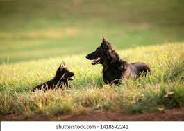 Maybe you would like to learn more about one of these? Bohemian Shepherd Puppies Stockfoto Und Bildkollektion Von Lelusy Shutterstock