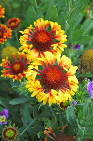 Pin On Flowers Plants For Me