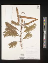 Image result for Acacia schweinfurthii