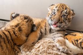 They give birth to their young ones live through ovoviviparity. Cleveland Metroparks Zoo Announces Birth Of Amur Tiger Cubs Cleveland Metroparks