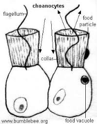 Moving groundwater helps keep rivers full of water and allows for people to draw out water via wells. Porifera Sponges