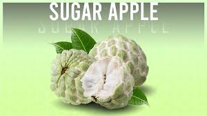 Image result for Annona squamosa