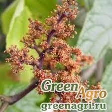 Image result for Ampelocissus abyssinica