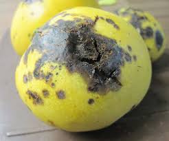In almost all the districts mango growers have started spraying chemicals. Pests And Diseases Of Mangoes National Agricultural Advisory Services
