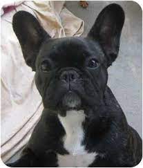 California hot state, we do not have winter here, lots of viruses. Roseville Ca French Bulldog Meet Stella A Pet For Adoption