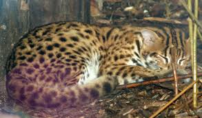 Maybe you would like to learn more about one of these? 10 Exotic Pets That Are Legal In Florida Pethelpful