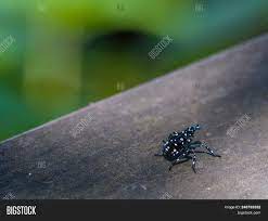 They are active during the day and will scatter when disturbed, so they can be easier to spot than some there are hundreds of species of whiteflies, but most affect only a small number of host plants. Small Black Beetle Image Photo Free Trial Bigstock