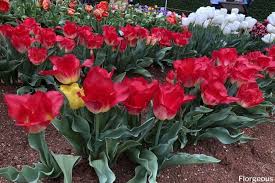Maybe you would like to learn more about one of these? Tulip Flowers 50 Types How To Grow And Pictures Florgeous