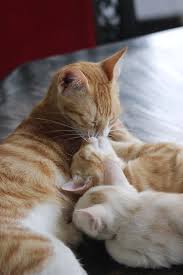 Kittens, puppies, snakes and chickens (pics and videos!) terri hanson mead. My Cat Had Kittens Mom And Son Sharing A Moment Together Aww