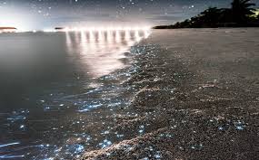 Like many destinations in the maldives. Why Do Maldives Beaches Glow At Night Travelgreatness Com