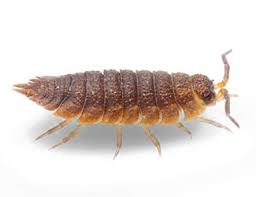 One time extermination square footage of home:: Preventative Pest Control Services In Raleigh Durham Chapel Hill