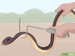 Check spelling or type a new query. 3 Ways To Get Rid Of Snakes Wikihow