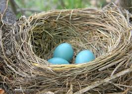 Top 10 Ways To Help Nesting Birds Bird Watcher S Digest