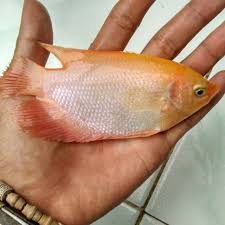 Setelah itu saus yang disangrai tadi di taburi ataupun siram di atas ikan gurame yang sudah disiapkan dipiring saji hingga merata. Gurame Padang Shopee Indonesia