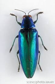 Metallic Wood Boring Beetle Weird Insects Bugs And Insects Beetle