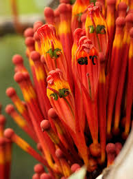 Image result for Phragmanthera