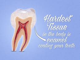 Do You Know The Hardest Tissue In The Body Is Enamel So It Is Necessary To Protect Your Teeth With Dental Seala Dental Sealants Implant Dentist Dental Health