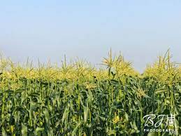 不期而遇 六腳之美 走著走著 就到這裡 udn部落格 herbs plants formosa
