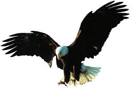 Image Title In 2020 Street Art Bald Eagle Gabriel
