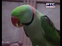 Maybe you would like to learn more about one of these? Popt Ki Kaml Youtube