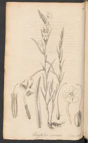 Image result for Aneilema dispermum