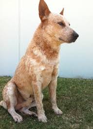 Stumpy Tail Australian Cattle Dog For Sale Australian Stumpy Tail Cattle Dogs Pups Australian Dog Breeds
