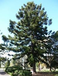 Image result for Araucaria cunninghamii