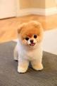 Teddy Bear Puppies For Sale - Description Of Each Breed ...