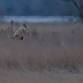 The Pipits: Long Point for Sandhill Cranes and event image