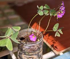 Image result for Oxalis obliquifolia