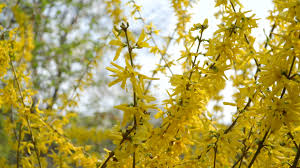 Check spelling or type a new query. Forsythia Bushes Blossomed Yellow Flowers Sunny Spring Day The Bush Began To Bloom Yellow Flowers Beautiful Bush In Sunlight 1808590 Stock Video At Vecteezy