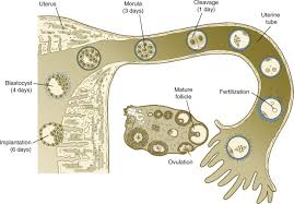 Ovary) and that's how you get twins. Oocyte Transport An Overview Sciencedirect Topics
