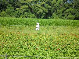 He also stated that the testing will start in kuala lumpur and selangor, starting with those the government made the decision to make it mandatory for all foreign workers to be tested because it was worried there would be a cluster of. Foreign Worker Wikipedia