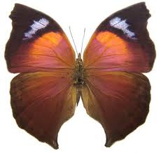 Image result for Scepocarpus hypselodendron