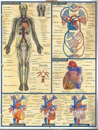 These Systems Are Your Circulation Respiratory Heart Is A Muscle And The Nerves That Operate The Heart Pg 6 Of Circulatory System Survival Life Survival