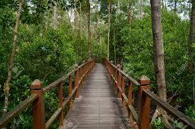 We did not find results for: A Walkaway To Mangrove Forest At Tanjung Piai Johor Malaysia Stock Photo Picture And Royalty Free Image Image 89436930