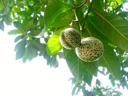 Image result for Voacanga africana