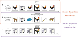 Immediate Stimulus Repetition Abolishes Stimulus Expectation And Surprise Effects In Fast Periodic Visual Oddball Designs Biorxiv