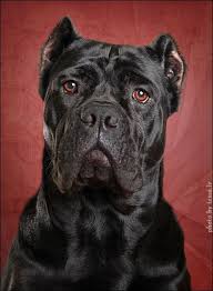 no title corso dog cane corso puppies beautiful dogs