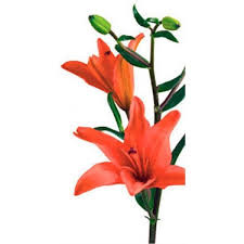 With the kids and pets all over the home during christmas, it is best to know if christmas cactus poisonous to cats? Plants Poisonous To Cats