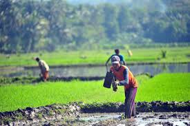 Kediri — membajak sawah dengan memanfaatkan tenaga sapi masih menjadi andalan bagi para petani di kediri. Gambar Petani Mencangkul Di Sawah