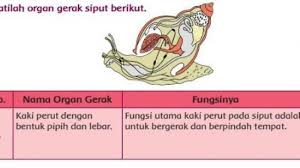 Try the suggestions below or type a new query above. Organ Gerak Hewan Vertebrata Kunci Jawaban Tema 1 Kelas 5 Sd Halaman 42 Dan 43 Tribun Pontianak