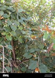 Image result for Piliostigma thonningii