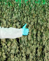 Jun 23, 2021 · get the latest international news and world events from asia, europe, the middle east, and more. Opinion Canada S Grand Cannabis Experiment Has Set Scientists Free The New York Times