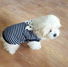 Pure persian playful kitty cat for sale in karachi. Buy Sell Pets A Complete Petshop In Pakistan Buy Sell Pets A Complete Petshop In Pakistan