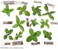 Mint Types Types Of Mint Plants Mint Plants Medicinal Plants