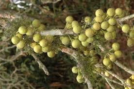Image result for Ficus ottoniifolia